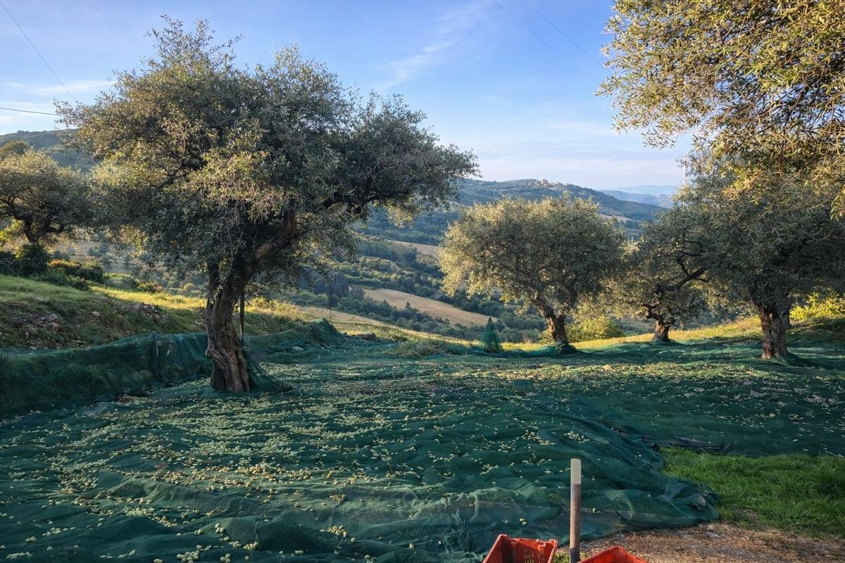 Uliveto sulle colline delle Madonie