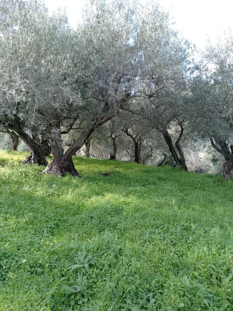 Il nostro uliveto sulle Madonie